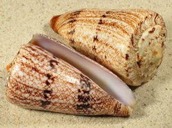 Conus araneosus nicobaricus - Conidae