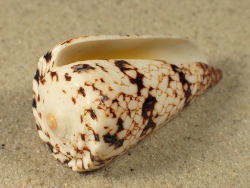 Conus araneosus nicobaricus - Conidae