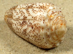 Conus arenatus - Conidae