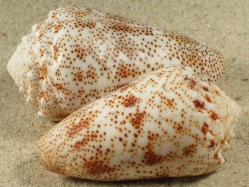 Conus arenatus - Conidae
