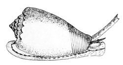 Conus arenatus - Conidae