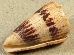 Conus augur - Conidae