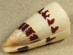 Conus augur - Conidae