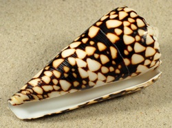 Conus bandanus - Conidae