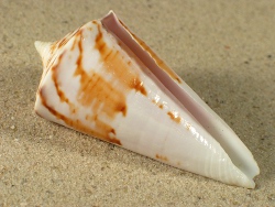 Conus bayani - Conidae