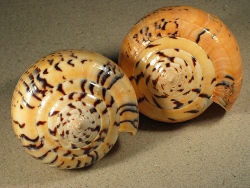 Conus betulinus - Conidae