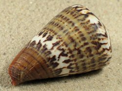 Conus capitaneus - Conidae