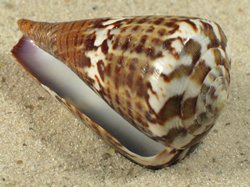 Conus capitaneus - Conidae