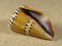 Conus capitaneus - Conidae