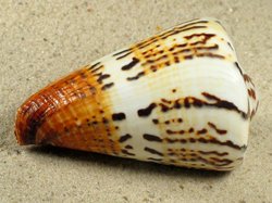 Conus capitaneus - Conidae
