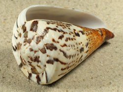 Conus capitaneus - Conidae
