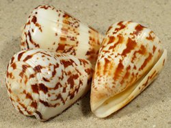 Conus caracteristicus - Conidae