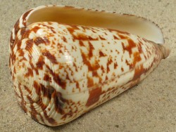 Conus caracteristicus - Conidae
