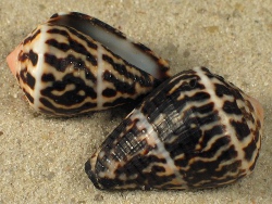 Conus chaldaeus - Conidae