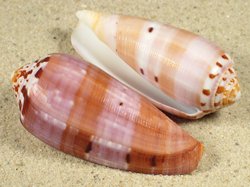 Conus circumcisus - Conidae