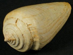 Conus clavatus - Conidae