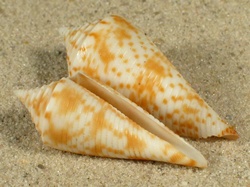 Conasprella comatosa - Conidae