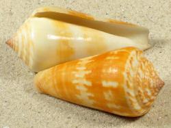 Conus consors - Conidae