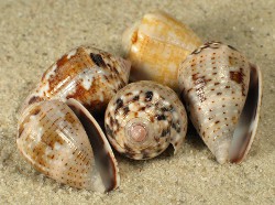 Conus coronatus - Conidae