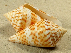 Conasprella delessertii - Conidae