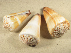 Conus distans - Conidae