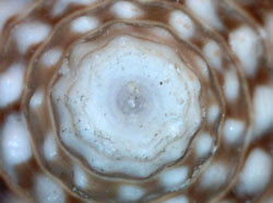 Conus distans - Conidae