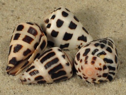 Conus ebraeus - Conidae