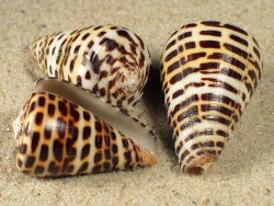 Conus eburneus polyglottus - Conidae
