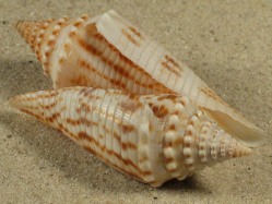 Conasprella elokismenos - Conidae