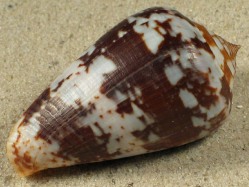 Conus ermineus - Conidae
