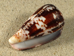 Conus ermineus - Conidae