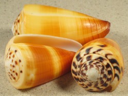 Conus ferrugineus - Conidae