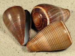 Conus figulinus - Conidae