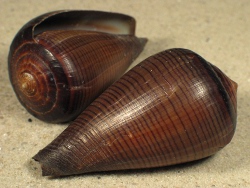 Conus figulinus - Conidae