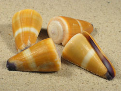 Conus flavidus - Conidae
