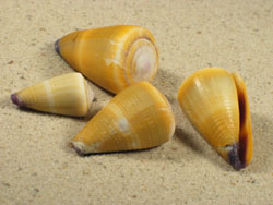 Conus frigidus - Conidae