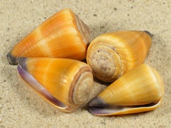 Conus frigidus - Conidae