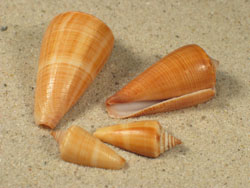 Conus furvus - Conidae