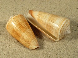 Conus furvus - Conidae