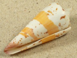 Conus generalis - Conidae