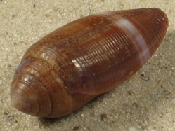 Conus glans - Conidae