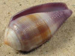 Conus glans - Conidae