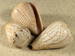 Conus glaucus - Conidae