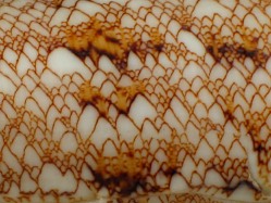 Conus gloriamaris - Conidae