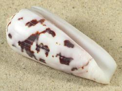 Conus gubernator  - Conidae