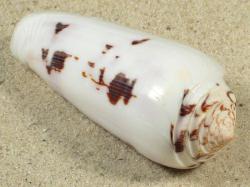 Conus gubernator  - Conidae
