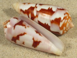 Conus gubernator  - Conidae