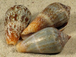 Conus hybridus - Conidae
