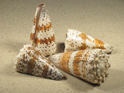 Conus imperialis - Conidae