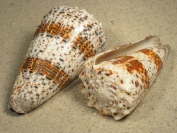 Conus imperialis - Conidae